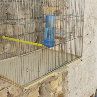 تعدادی قناری نرمست ودهن زن|پرنده|شیراز, شهرک صادقیه|دیوار