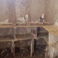 کفتر|پرنده|سراوان, |دیوار