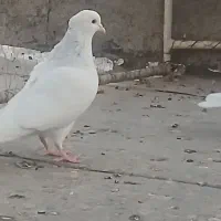 طوقی ابی|پرنده|قم, نیروگاه|دیوار