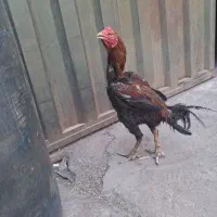 خروس لاری افغان