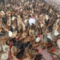 جوجه رسمی6روزه