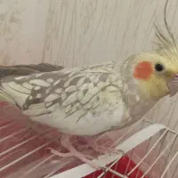 عروس هلندی نر