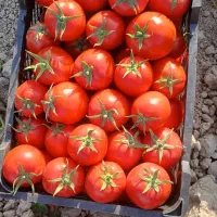 صادرات   و  واردات