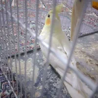 عروس هلندی وکوتوله دستی وسخنگو|پرنده|بیرجند, |دیوار