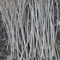 قلمه یا مومه صنوبر|خدمات باغبانی و درختکاری|شاهین دژ, |دیوار