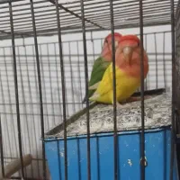 یک جفت طوطی برزیلی|پرنده|سجاس رود, |دیوار