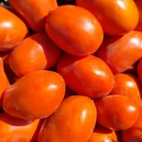 گوجه ربی درجه یک