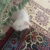خرگوش سفید جرسی