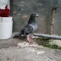 دوبرنر از سوله گرفتم