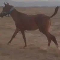 کره اسب نریون|اسب و تجهیزات اسبسواری|پاکدشت, پاکدشت (مامازند)|دیوار