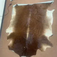 پوست گاو