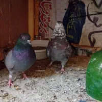 کفتر کبوتر پرشی دم سفید مهر