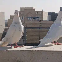 کبوتر طوقی جفت