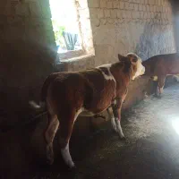 گوساله ماده سیمینتال