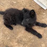 واگذاری توله ژرمن بلک