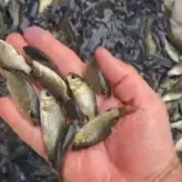 بچه ماهی کپور  اصلاح نژاد