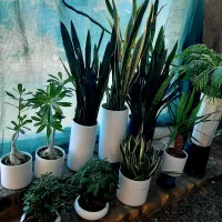 گلهای آپارتمانی