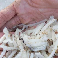 تفاله تر ارسال از پیرانشهر