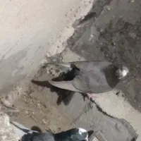 کبوتر دورگ مگسی