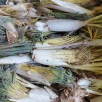 کما تازه|خوردنی و آشامیدنی|بیرجند, |دیوار