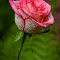 خدماتی اقا هستم