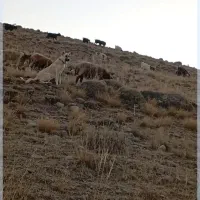 توله سگ گانگال وسراب|سگ|صوفیان, |دیوار