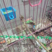 فنچ ریزه میزه