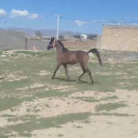 اسب‌عرب‌دوسروارداتی