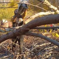 درخت و چوب باغی خریداریم|خدمات باغبانی و درختکاری|آذرشهر, |دیوار