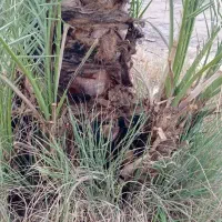 فسیل پیارم|گل و گیاه طبیعی|حاجی آباد, |دیوار