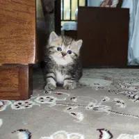 گربه بریتیش سیلور و بلک گلد