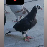 گجله بالا ماده درجه یک