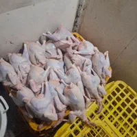 مرغ سفید ماشینی|حیوانات مزرعه|قم, شهدا|دیوار