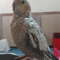 عروس هلندی|پرنده|تفت, |دیوار