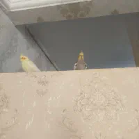 عروس هلندی|پرنده|تربت‌حیدریه, حیدرآباد|دیوار