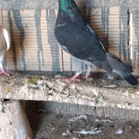 چند عدد کبوتر.
