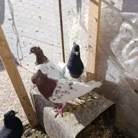 فروش کبوتر|پرنده|بجستان, |دیوار