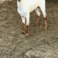 بزغاله عروسک