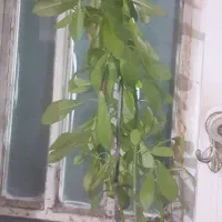 گل  طعبیی