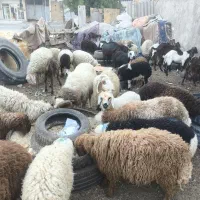 گوسفند و بره فروشی چاق همراه با قصابی