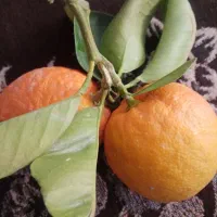 نارنج لوکس و خوب