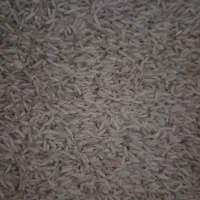 برنج نوک سیاه لایین۳۷۰۰۰۰هزار تومان