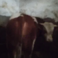 گوساله سنگین وزن