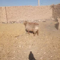 چهار راس بره نر چاق چاق