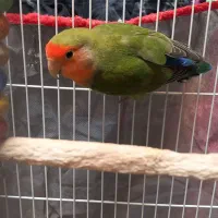 کوتوله برزیلی