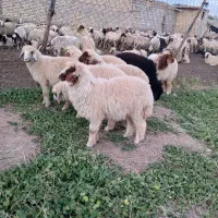 سلام گوسفند ماده