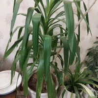 گل طبیعی