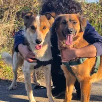 واگذاری سگ نگهبان رایگان