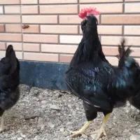 مرغ گلین|حیوانات مزرعه|جم, |دیوار