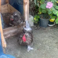 مرغ و خروس کوشین